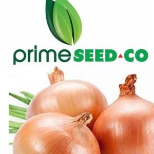 Primeseedco-Onion texas grano 25g