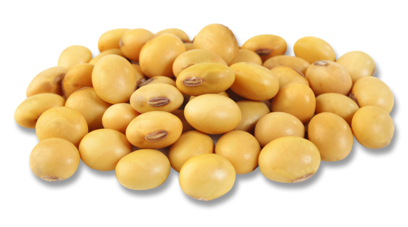 Soya Beans Harvest
