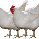 Broiler.png