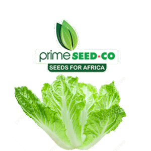 Primeseedco-Cabbage Chinese -1Kg