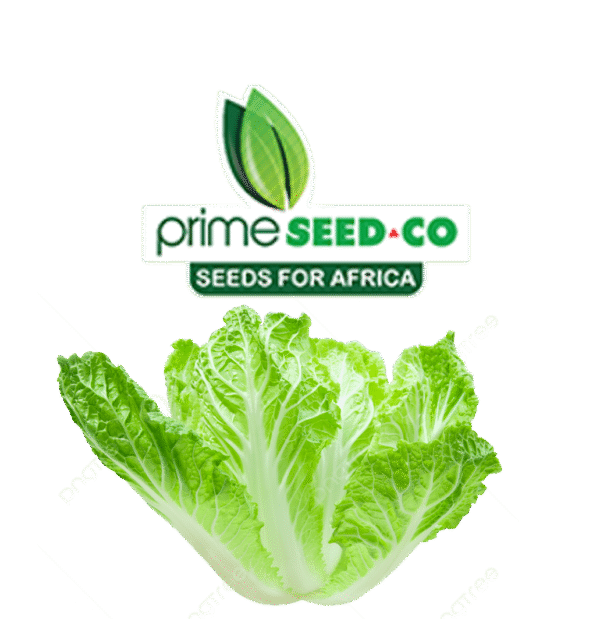 Primeseedco-Cabbage Chinese -1Kg