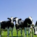 DAIRY-CATTLE-3.jpg