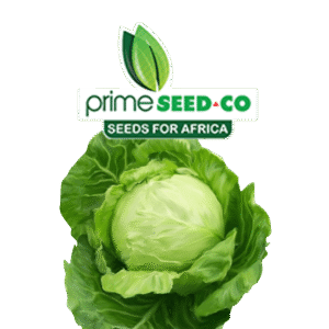 Primeseedco-Cabbage Majesty-2500s