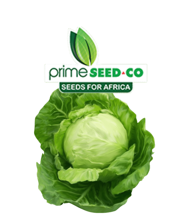 Primeseedco-Cabbage Majesty-2500s