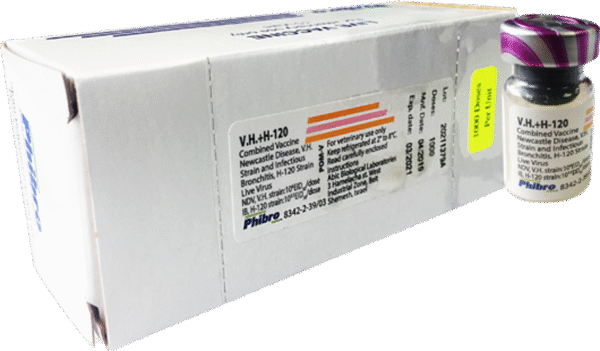 VH+H-120-Newcastle-500 doses