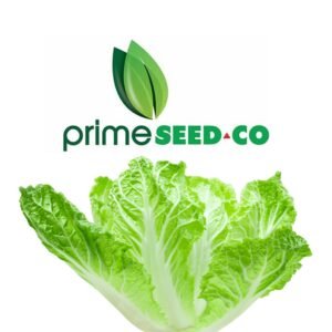 Primeseedco-Cabbage Chinese-25g