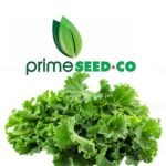 Prime-Seedco-Kale Choumolier
