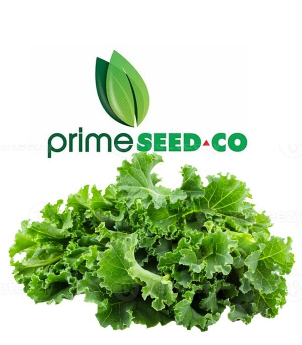 Primeseedco-Kale Choumolier-10g