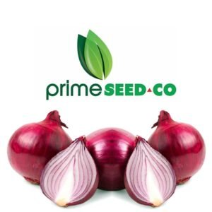Primeseedco-Onion Red Creole-10g