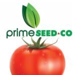 Prime-Seedco-Tengeru97