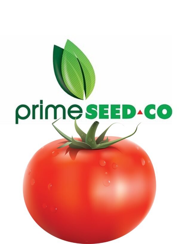 Primeseedco-Tomato Tengeru 97-25g