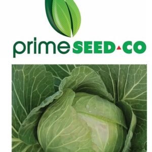Primeseedco-Cabbage Green Star F1-20g