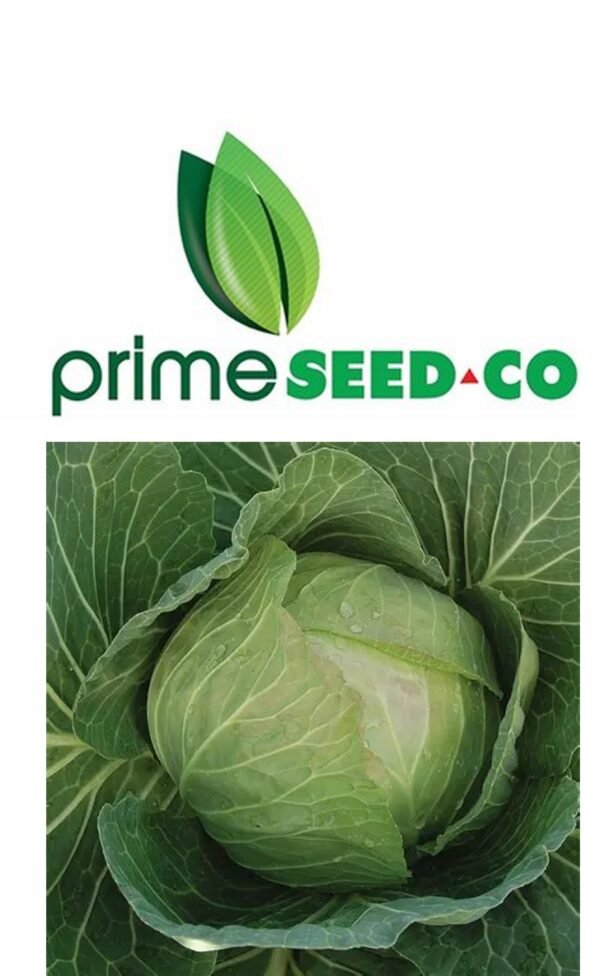 Primeseedco-Cabbage Green Star F1-20g