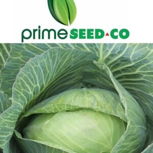 Primeseedco-Cabbage Vs 209(Vikima)-20g