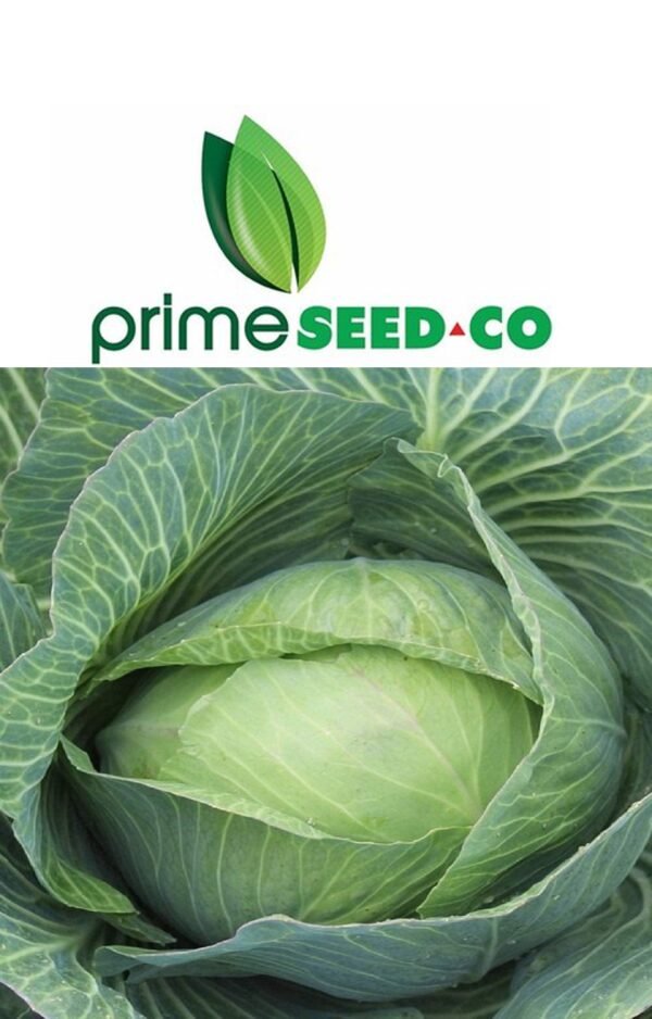 Primeseedco-Cabbage Vs 209(Vikima)-10g