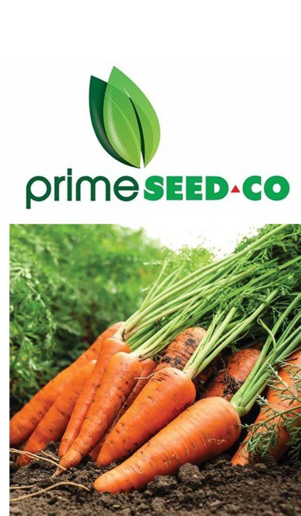 Primeseedco-Carrot Kuroda-25g
