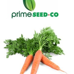 Primeseedco-Carrot Nantes-25g