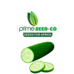 Primeseedco-Cucumber-Ashley-png.png