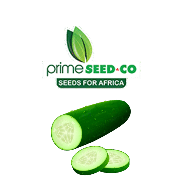 Cucumber Ashley-25g