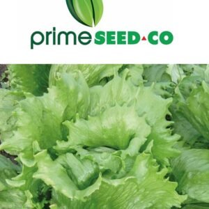 Primeseedco-Lettuce Great Lakes-10g