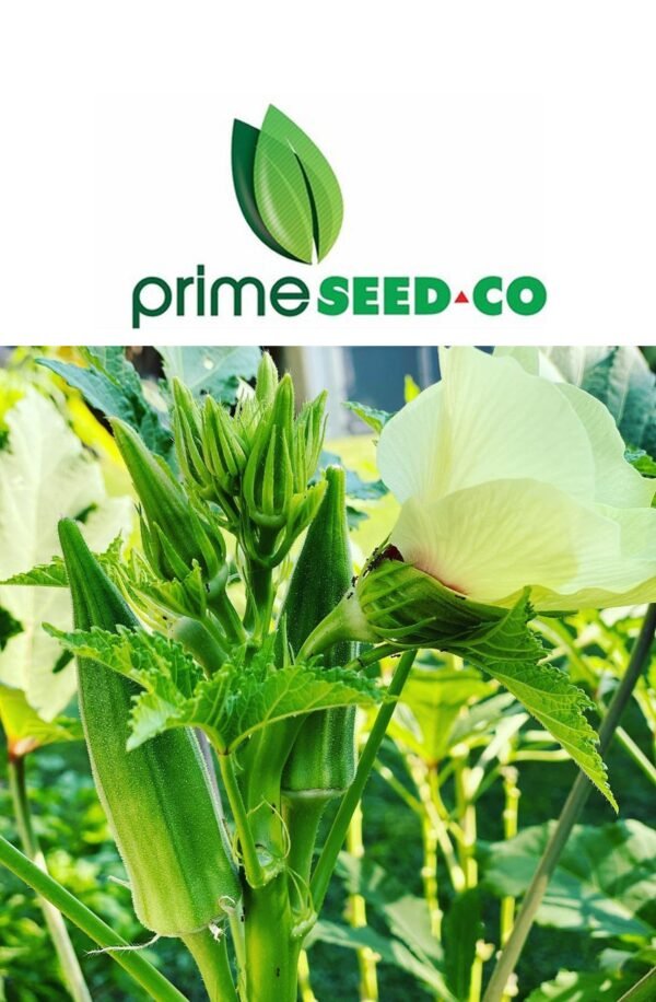 Primeseedco-Okra Clemson Spineless-100g