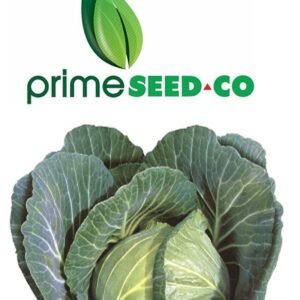 Primeseedco-Cabbage Gloria F1-10g