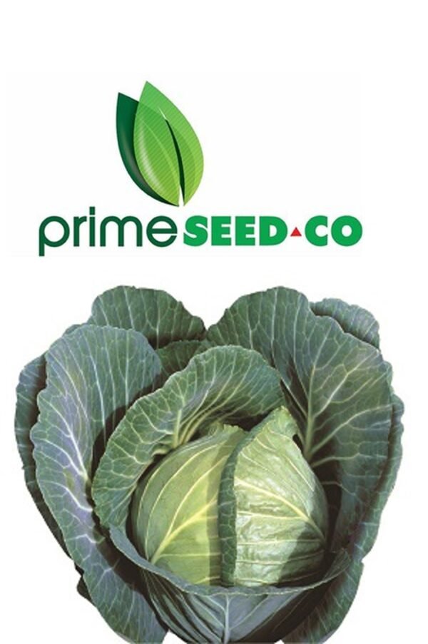 Primeseedco-Cabbage Gloria F1-10g