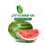 Watermelon-Crimson-Sweet.png