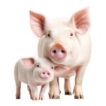 png-pig-its-piglet-isolated-against-transparent-background-png-pig-its-piglet-isolated-against-transparent-374554381.jpg