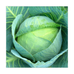 riana-cabbage-1.png