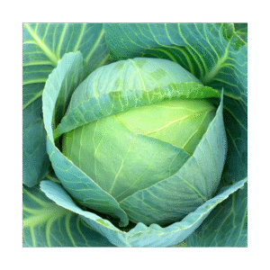 Carina Cabbage 10g-ZMS
