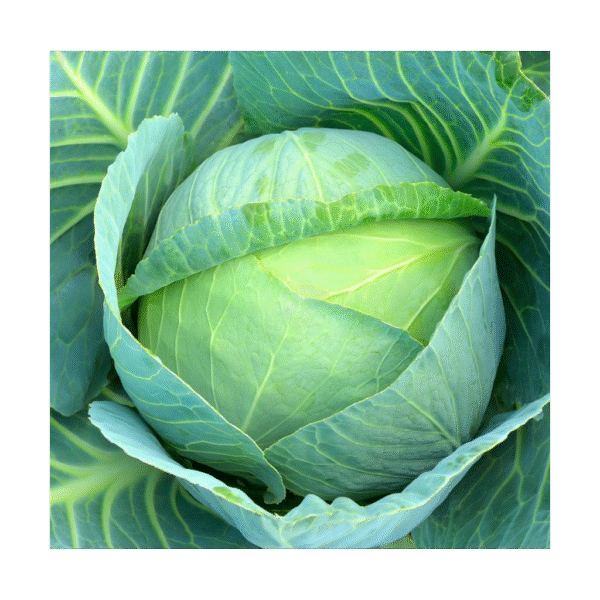 Carina Cabbage 10g-ZMS